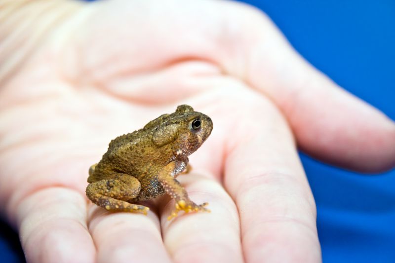 Frog Removal