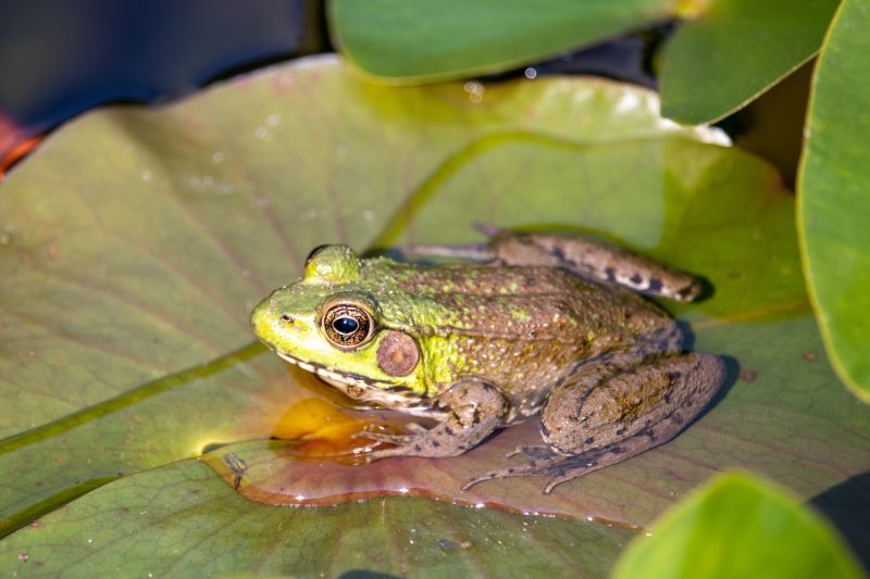 Frog Habitat Features