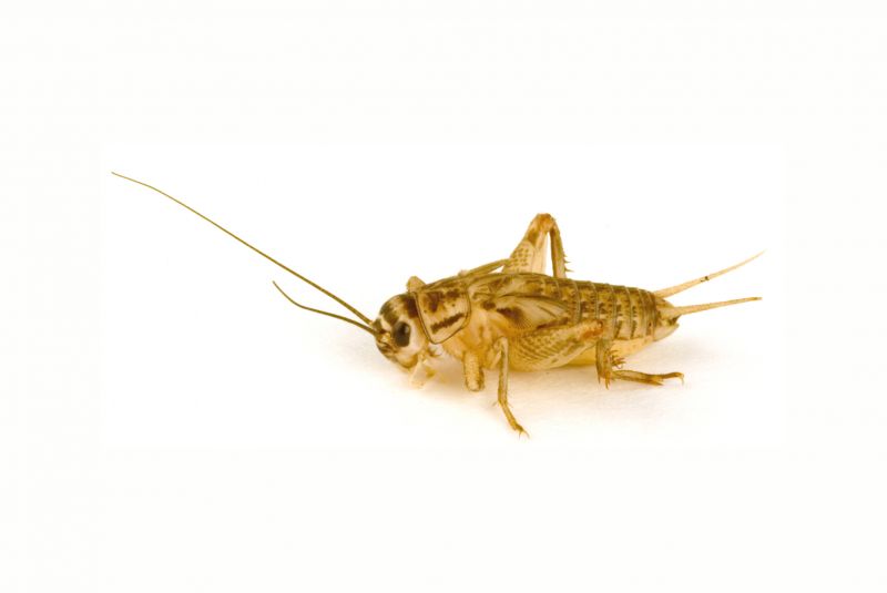 Cricket Prevention in Mckinney, TX