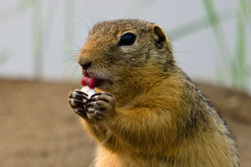 Gopher Extermination Service