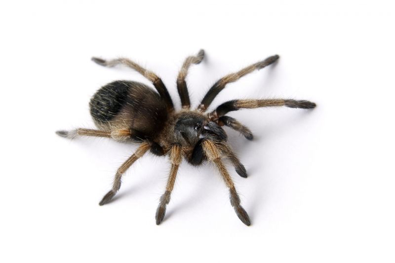 Huntsman Spider Extermination in New Braunfels, TX