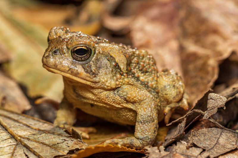 Why Frogs Keep Returning To Your Yard And How Professional Removal Helps