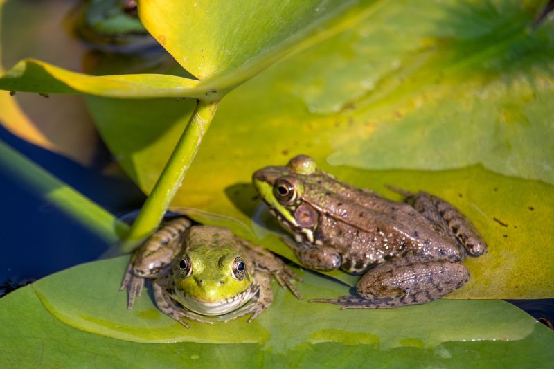 Why Frogs Keep Returning To Your Yard And How Professional Removal Helps