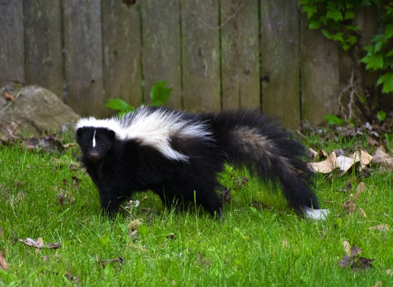 Skunk Burrow