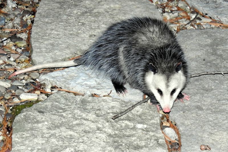 Opossum Tree